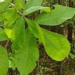 Carya glabraFeuille