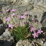 Dianthus subacaulis Habitus