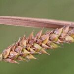 Carex binervis Frukt