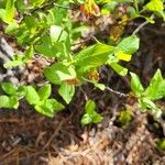 Vaccinium pallidum Folha