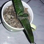 Gasteria excelsa Hostoa