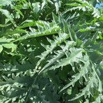 Cynara scolymus Drugo