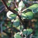 Corokia cotoneaster Liść