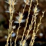 Miscanthus sinensis Φρούτο