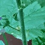 Malva arborea خشب