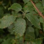 Rubus montanus Blatt