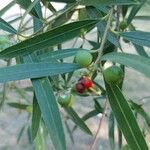 Sapium haematospermum Frukt