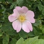 Rosa caninaFlower