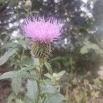 Cirsium altissimum Kvet