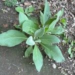 Verbascum phlomoidesLeaf