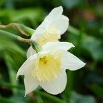 Narcissus × incomparabilis Lorea