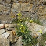 Brassica montana Habitatea