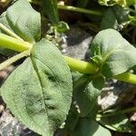 Veronica anagallis-aquatica Leaf