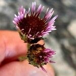 Erigeron alpinus Flower