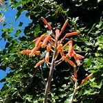 Aloe maculata Flor