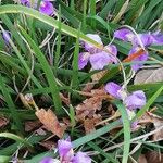 Iris unguicularis Fleur