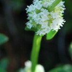Spermacoce verticillata Floro