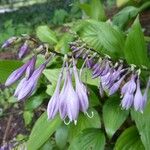 Hosta lancifolia Flower