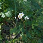 Micranthes californica Hábito