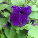 Petunia integrifolia Květ