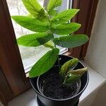 Begonia × albopicta 葉