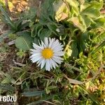 Bellis perennisFlors