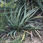 Yucca baccata Hábitos