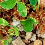 Trifolium thalii Fruit