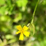 Rhagadiolus stellatus Flower