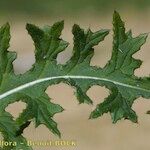 Cirsium filipendulum Leaf