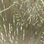 Panicum virgatum Blad