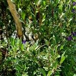 Salix pentandra Συνήθη χαρακτηριστικά