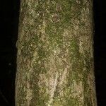 Pouteria reticulata Corteza