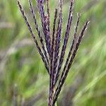 Bothriochloa ischaemum Flower