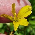 Gagea fragifera 花