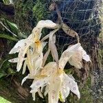 Stanhopea wardii 花