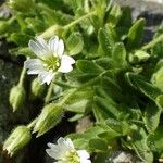 Cerastium pedunculatum Yeri