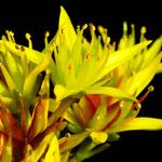 Sedum kamtschaticum Blüte