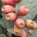 Opuntia ficus-indicaFruit