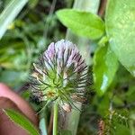 Trifolium lappaceum Blüte