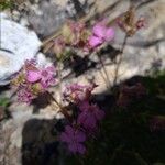 Saponaria caespitosa Žiedas