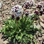 Valeriana papilla Habit