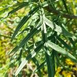 Senecio brasiliensis Hoja
