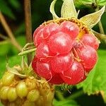 Rubus idaeus फल