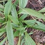 Plantago lanceolata 叶