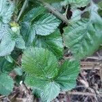 Rubus camptostachys 葉