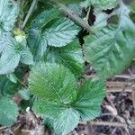 Rubus camptostachys Folha