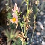 Linaria supinaCvet