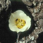 Calochortus leichtlinii Flower