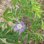Passiflora incarnata Blomma